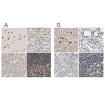 Merck Anti-ZHX2 antibody produced in rabbit