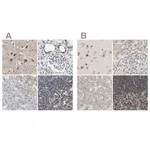 Merck Anti-ZHX2 antibody produced in rabbit