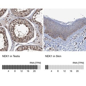 Merck Anti-NEK1 antibody produced in rabbit