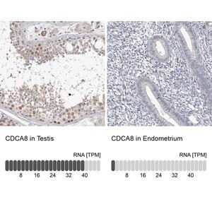 Merck Anti-CDCA8 antibody produced in rabbit