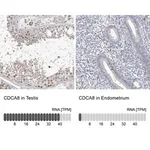 Merck Anti-CDCA8 antibody produced in rabbit