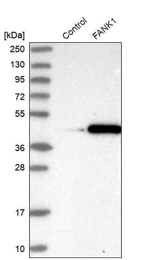 Merck Anti-FANK1 antibody produced in rabbit