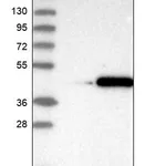 Merck Anti-FANK1 antibody produced in rabbit
