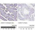Merck Anti-CCDC17 antibody produced in rabbit