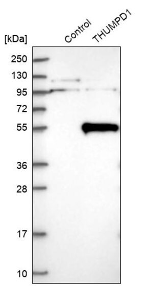 Merck Anti-THUMPD1 antibody produced in rabbit