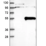 Merck Anti-THUMPD1 antibody produced in rabbit
