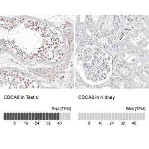 Merck Anti-CDCA8 antibody produced in rabbit