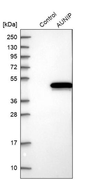 Merck Anti-AUNIP antibody produced in rabbit