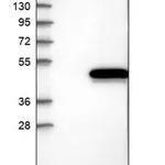 Merck Anti-AUNIP antibody produced in rabbit