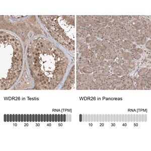 Merck Anti-WDR26 antibody produced in rabbit
