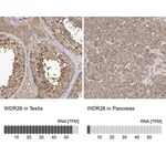 Merck Anti-WDR26 antibody produced in rabbit