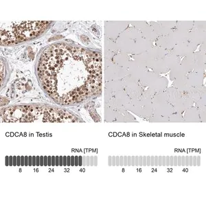 Merck Anti-CDCA8 antibody produced in rabbit