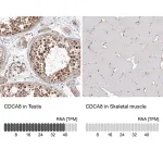 Merck Anti-CDCA8 antibody produced in rabbit