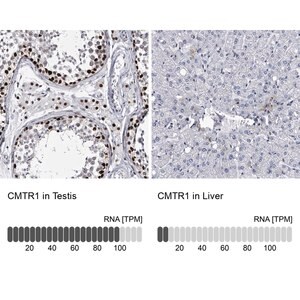 Merck Anti-CMTR1 antibody produced in rabbit