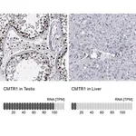 Merck Anti-CMTR1 antibody produced in rabbit