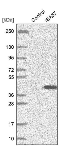 Merck Anti-IBA57 antibody produced in rabbit