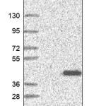 Merck Anti-IBA57 antibody produced in rabbit