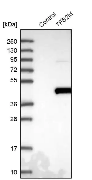 Merck Anti-TFB2M antibody produced in rabbit