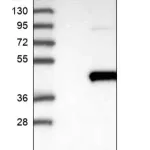 Merck Anti-TFB2M antibody produced in rabbit