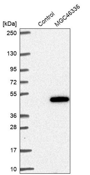 Merck Anti-ZNF843 antibody produced in rabbit