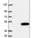 Merck Anti-ZNF843 antibody produced in rabbit