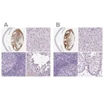 Merck Anti-LGSN antibody produced in rabbit