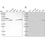 Merck Anti-PPM1F antibody produced in rabbit