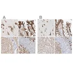 Merck Anti-LRRC59 antibody produced in rabbit