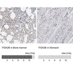 Merck Anti-ITGA2B antibody produced in rabbit