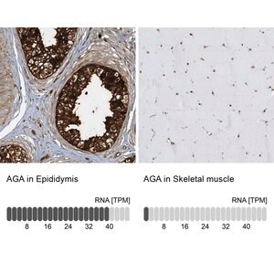 Merck Anti-AGA antibody produced in rabbit