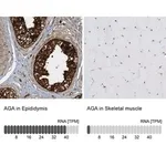 Merck Anti-AGA antibody produced in rabbit