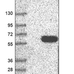 Merck Anti-TSSC1 antibody produced in rabbit