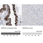 Merck Anti-RSPH4A antibody produced in rabbit