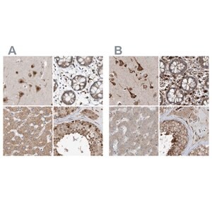 Merck Anti-ERLEC1 antibody produced in rabbit