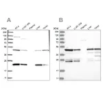 Merck Anti-PPP1R7 antibody produced in rabbit