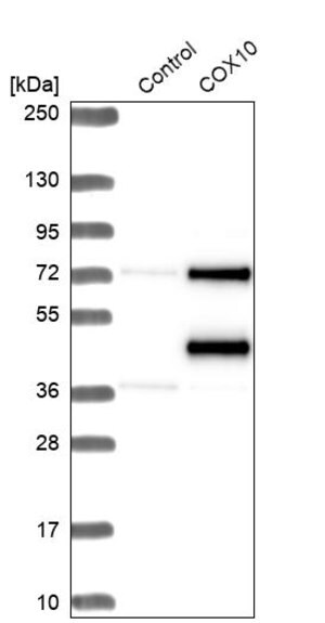 Merck Anti-COX10 antibody produced in rabbit