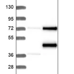 Merck Anti-COX10 antibody produced in rabbit