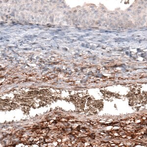 Merck Anti-HAS3 antibody produced in rabbit