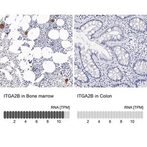 Merck Anti-ITGA2B antibody produced in rabbit