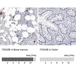 Merck Anti-ITGA2B antibody produced in rabbit