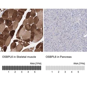 Merck Anti-OSBPL6 antibody produced in rabbit