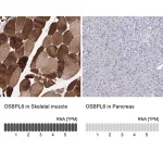 Merck Anti-OSBPL6 antibody produced in rabbit