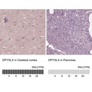 Merck Anti-DPYSL5 antibody produced in rabbit