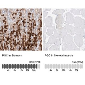 Merck Anti-PGC antibody produced in rabbit