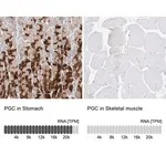 Merck Anti-PGC antibody produced in rabbit