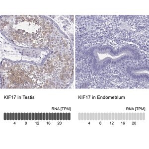 Merck Anti-KIF17 antibody produced in rabbit