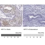 Merck Anti-KIF17 antibody produced in rabbit