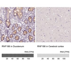 Merck Anti-RNF186 antibody produced in rabbit