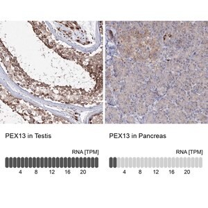 Merck Anti-PEX13 antibody produced in rabbit