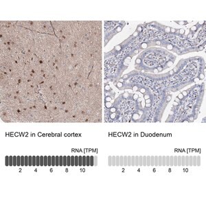 Merck Anti-HECW2 antibody produced in rabbit